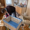 作業中「モノ屋敷・ゴミ屋敷のご相談増えてます」