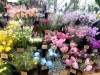 「【はなやホック皆生店】春の花で一杯の店内」
