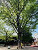 押上自慢のケヤキの木🌳✨「☀️始業式☀️」