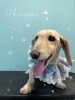 「お友達♡ Dog salon mofu mofu 余市町」