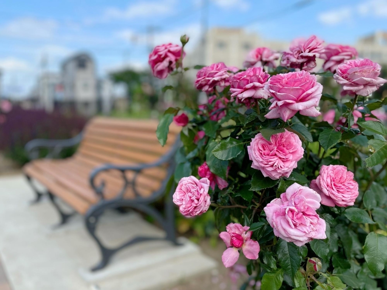 薔薇がいっぱい 奥戸ローズガーデン 東京にあるバラ園の穴場 22年5月30日撮影 潜入 まいぷれ葛飾 編集部が行く まいぷれ 葛飾区 薔薇がいっぱい 奥戸ローズガーデン 東京にあるバラ園の穴場 22年5月30日撮影 潜入 まいぷれ葛飾 編集部が行く まいぷれ 葛飾区