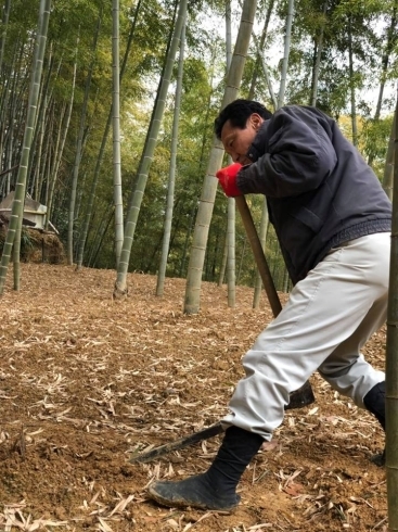 「京都・乙訓名産の「竹の子」と共に育ってきた会社です。（小川食品工業）　　　　　　　」