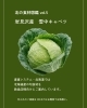 「岩見沢 雪中キャベツ 仕入れ｜飲食店向け産地直送・甘い冬野菜特集」