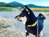 犬は全裸でいいよね「小松の奥のほう、知っていますか？」