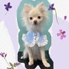 「Dog salon mofu mofu　余市町」