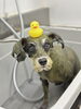 ハーブパック中にあひるさんと🐥「お客様のご紹介🐶[大分市高崎/貸切トリミング]」