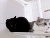 Happytail新潟市の犬猫ペットホテル スタッフ募集中 トリマー求人お世話係りさん Happy Tail ハッピーテイル のニュース まいぷれ 新潟市