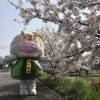 「物産センター内の桜が見頃です」