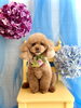 ショコラちゃん　イヤリングカット育成中「わんこと紫陽花」