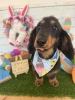 ダックス　カット「🐶ミックス、ダックス、トリミングのお友達🐣」