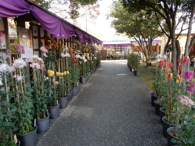 昨年の古典菊展の様子です「古典菊展」