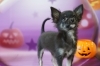 チワワ「ダックスの子犬」
