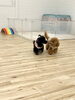 アメリちゃんとマルくん　仲良しになりました☺️「新入園児ちゃん🐾」
