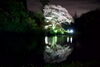 「夜桜」