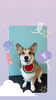 「Dog salon mofu mofu　余市町」