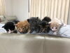 もとは5匹、里親募集していました「【西条市】里親募集のお知らせ！」