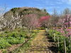 花の広場「花の広場」
