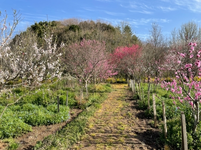 花の広場「花の広場」