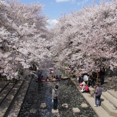 こうのすのおすすめサクラ・さくら・桜スポット