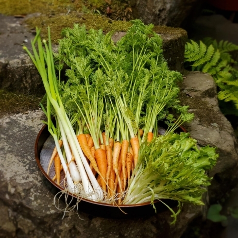 野菜「野菜の仕入れに行ってきました！」