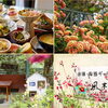 【阿久根市脇本】風木の花（ふきのはな）