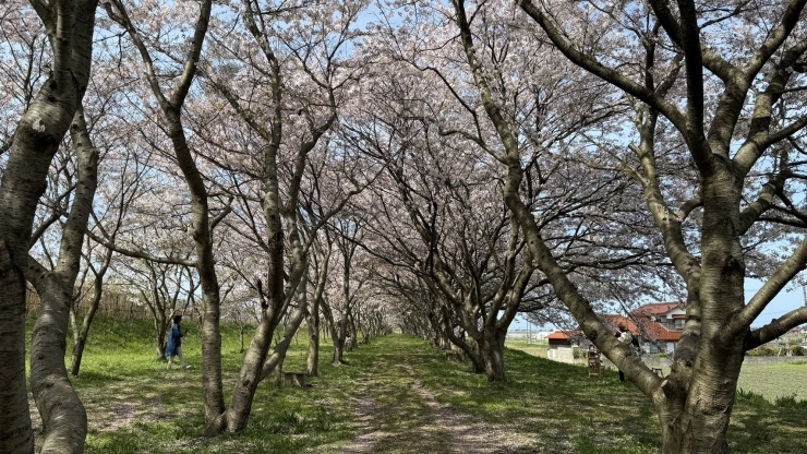 桜の密集度が高い！と思いました✨「お花見レポート！ vol.8」