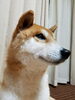 「迷い犬を探しています【新居浜市清水町付近】」