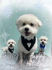 「Dog salon mofu mofu　余市町」