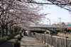 新川千本桜ももうすぐ！「今年も桜が咲いたら【江戸川区の桜を愛でるハッシュタグ企画！】」