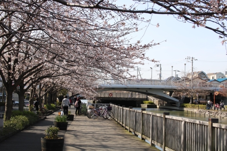 新川千本桜ももうすぐ！「今年も桜が咲いたら【江戸川区の桜を愛でるハッシュタグ企画！】」