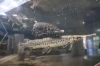 4億年の進化を生き抜いた古代魚たち！かすみがうら市水族館で進化の