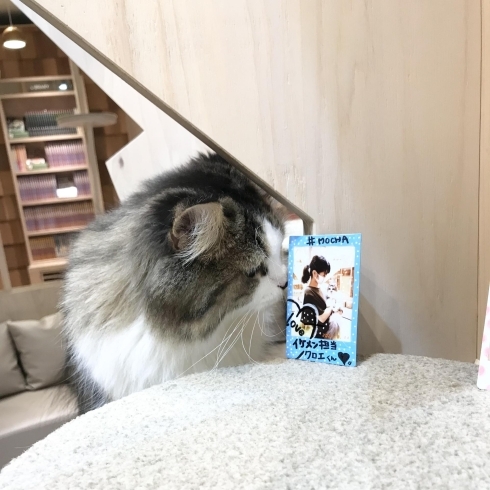 抱っこチェキ販売会 宮崎ナナイロ メガドンキ にある猫カフェ 漫画 ドリンクバー ワークプレイス 猫カフェmocha モカ のニュース まいぷれ 宮崎 抱っこチェキ販売会 宮崎ナナイロ メガドンキ にある猫カフェ 漫画 ドリンクバー ワークプレイス 猫カフェmocha モカ のニュース まいぷれ 宮崎