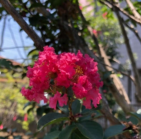 「お庭や花木のことで気になることがありましたら気軽にお問い合わせください♪」