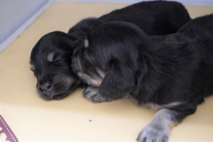 「ミニチュアダックス専門犬舎」