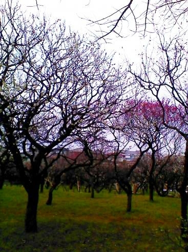 「梅が見ごろですよ～！　習志野市の「梅林園」」