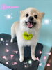 「可愛い子ちゃん♡ Dog salon mofu mofu 余市町」