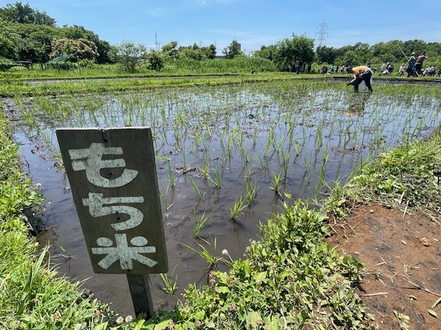 もち米の田んぼ。「身体も使い、頭も使う意外とハードな運動「田植え」。足腰を鍛えるに田植えは有効だった…。」