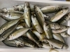 7月27日貝🦪フェスティバル開催致します。) | 岩船港直売所の