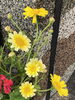 春菊の花！「4月25日(月)定休日です」