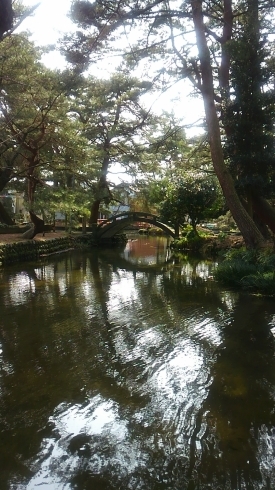 「新治神社の湧き池を観に行きました(^ー^)」
