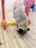 ムッ太くんのジャンプ。ちゃんと跳んでますよ😌「ましゅまろ幼稚園🐾」