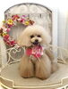 ここあちゃん「わんこと秋桜🐶」