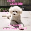 「doghotel&shampooこはる日和」小型犬専門ドッグホテル＆サロン