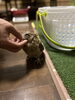 実はこんなに小さいんだよ「可愛いお客様が…..」