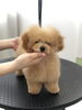 ブローあとのふわふわ「サロンデビュー　^o^」