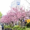 小樽市中心部の桜スポット