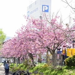 小樽市中心部の桜スポット