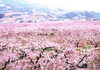 「桃のお花見」