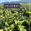 バタバタ茶 vol.1 | あさひまち物語 ～文化と風景～| まいぷれ[黒部