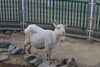 「可愛い動物に会いに行こう！「和歌山城公園動物園」」